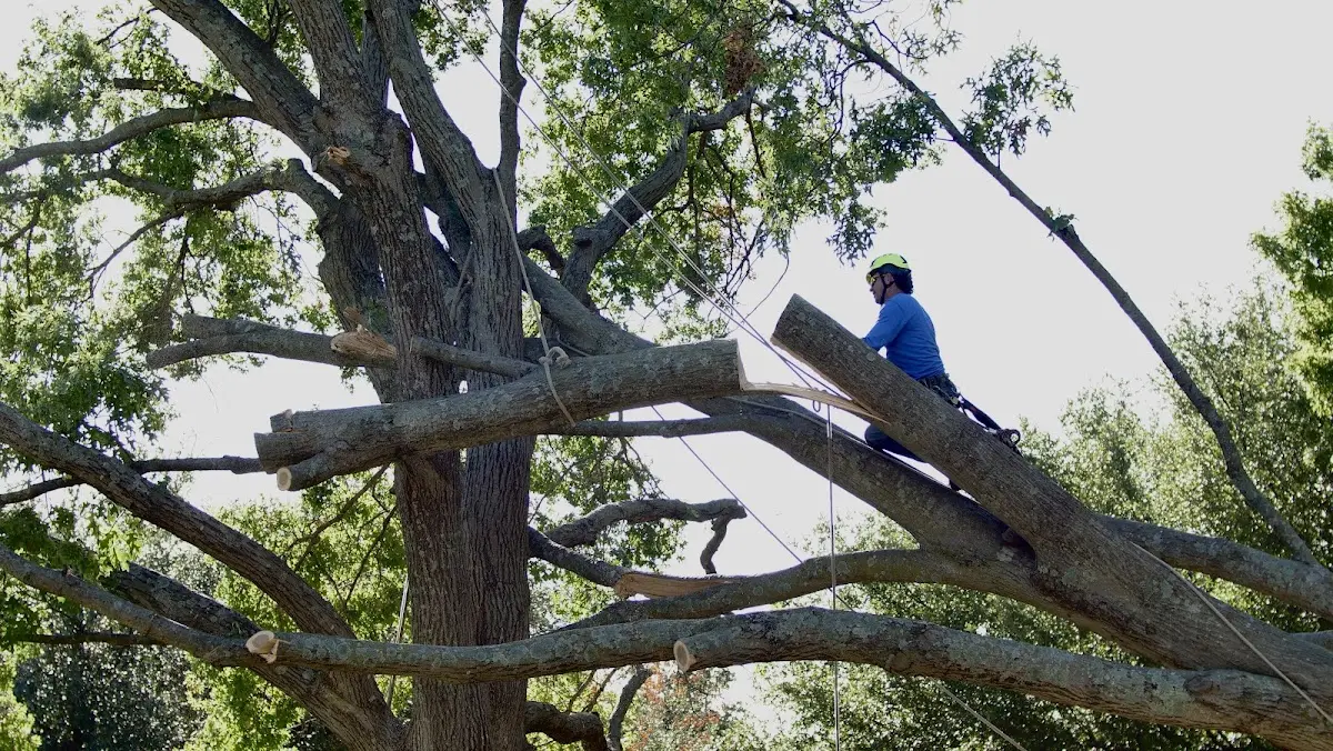 Professional Crown Thinning performed by certified arborists in Fort Lee