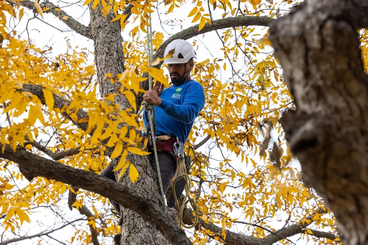 Skilled Tree Planing crew working in Fort Lee